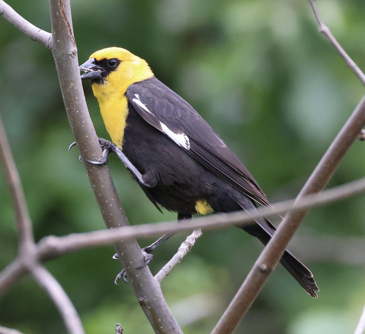 Yellow-headed Blackbird - ML620116944