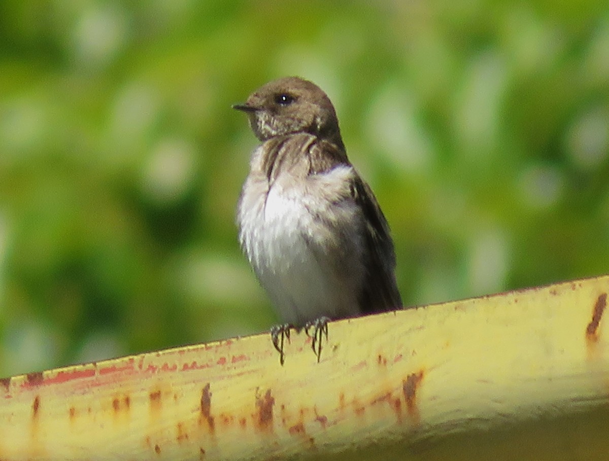 Northern Rough-winged Swallow - ML620116947