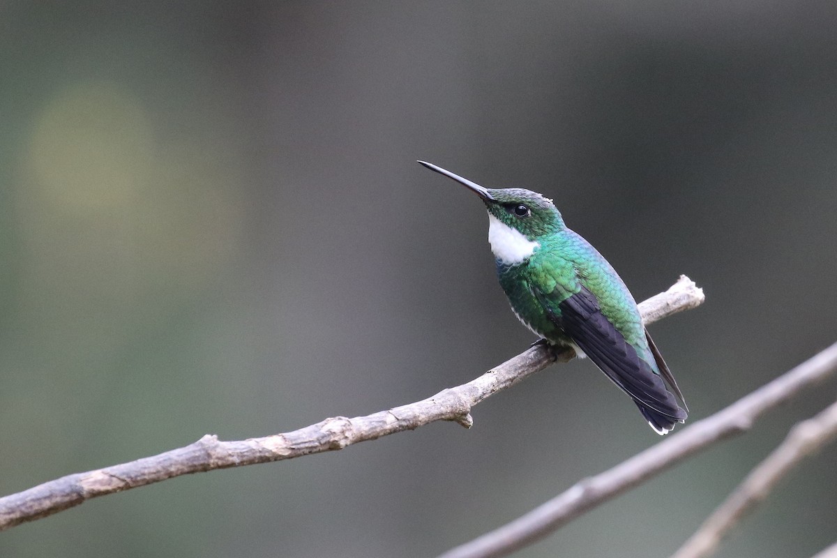 kolibřík límcový - ML620116956