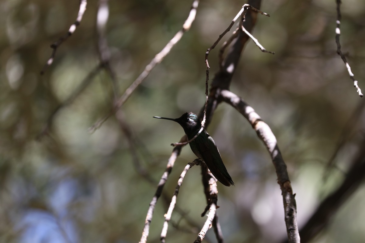 Rivoli's Hummingbird - ML620116962