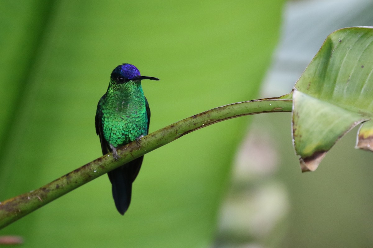 kolibřík fialovotemenný - ML620116968