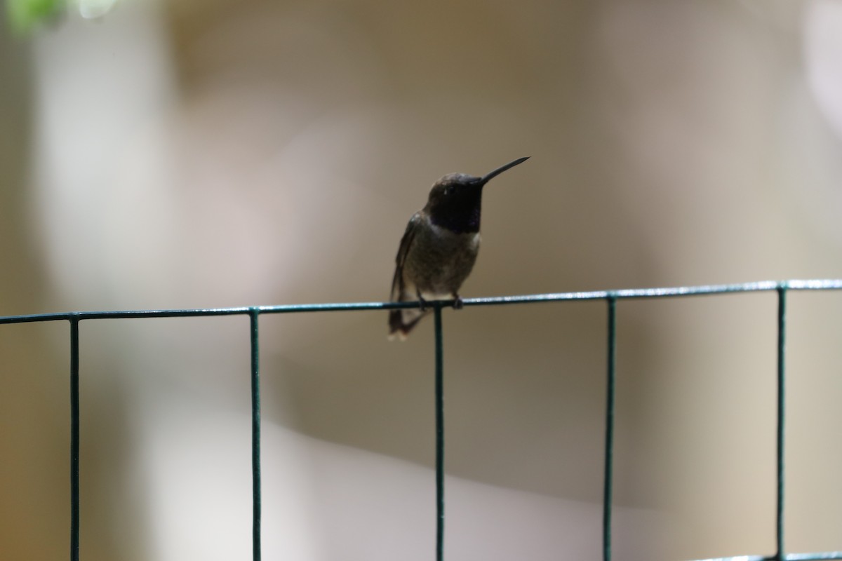 Black-chinned Hummingbird - ML620116972
