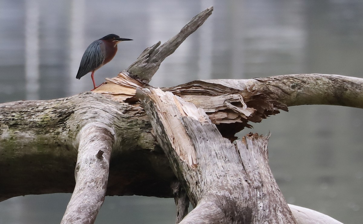 Green Heron - ML620116978