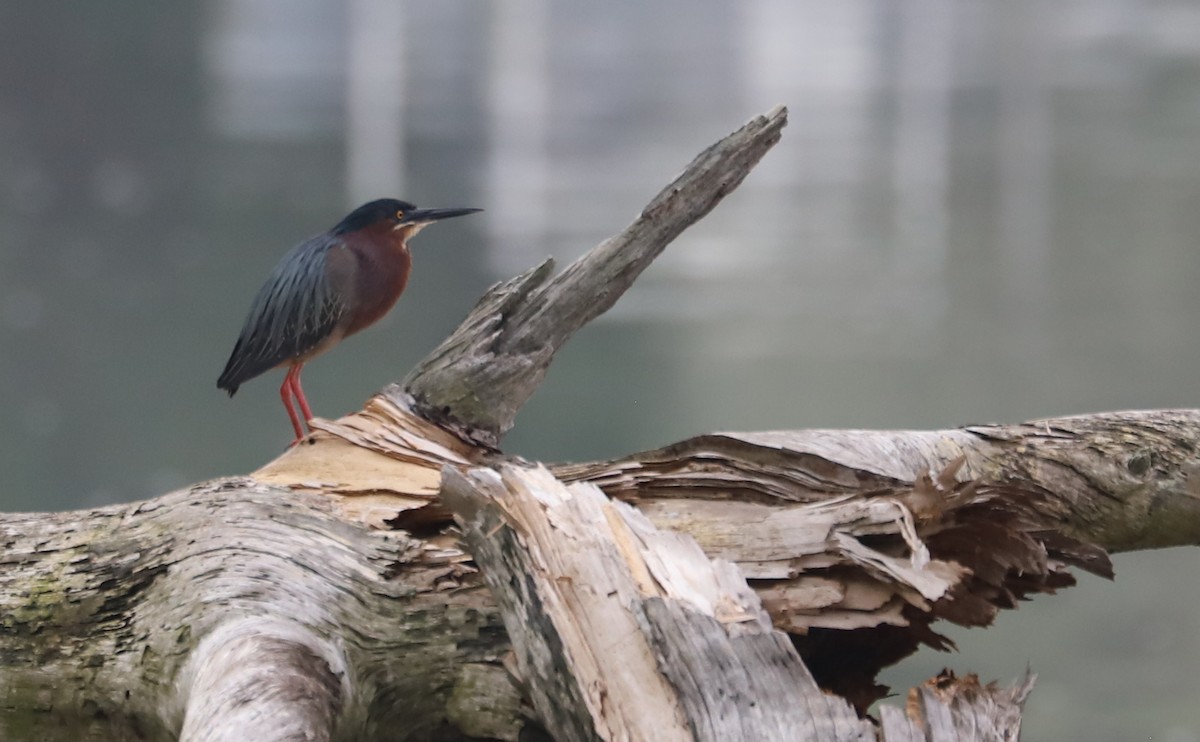 Green Heron - ML620116981