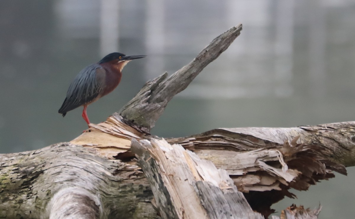 Green Heron - Rob Bielawski