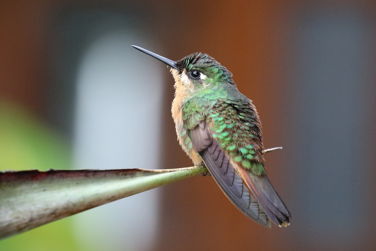 kolibřík brazilský - ML620116983