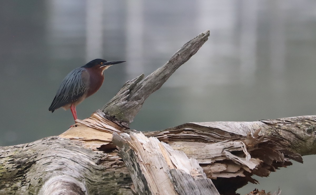 Green Heron - ML620116984