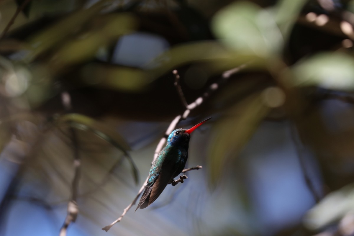 kolibřík širokozobý - ML620116986