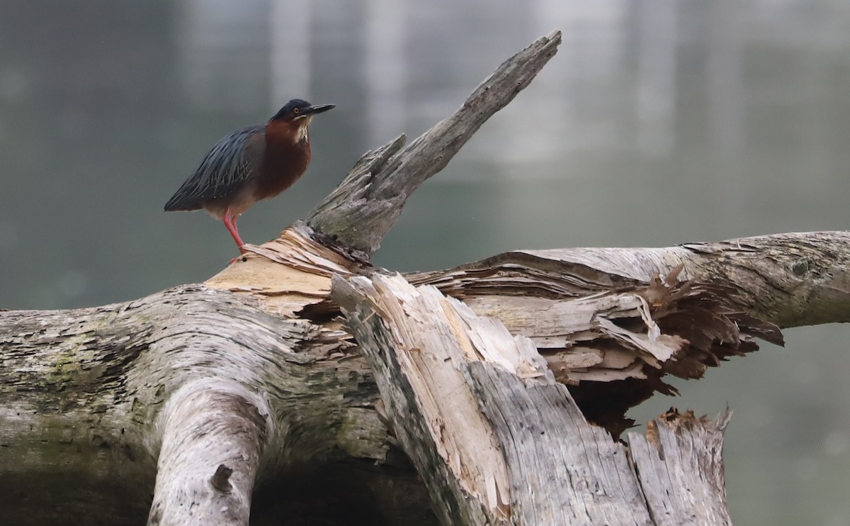 Green Heron - ML620116987