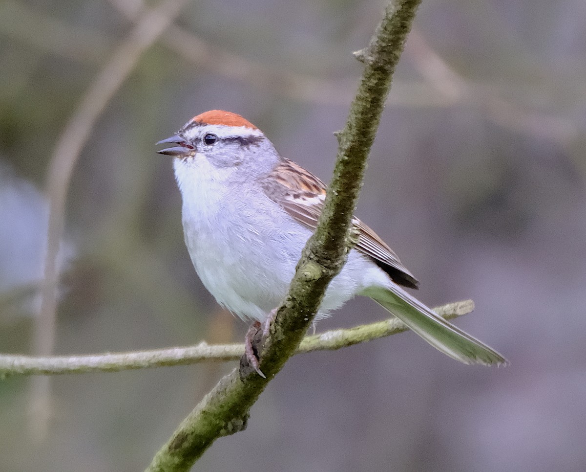 Chipping Sparrow - ML620116990