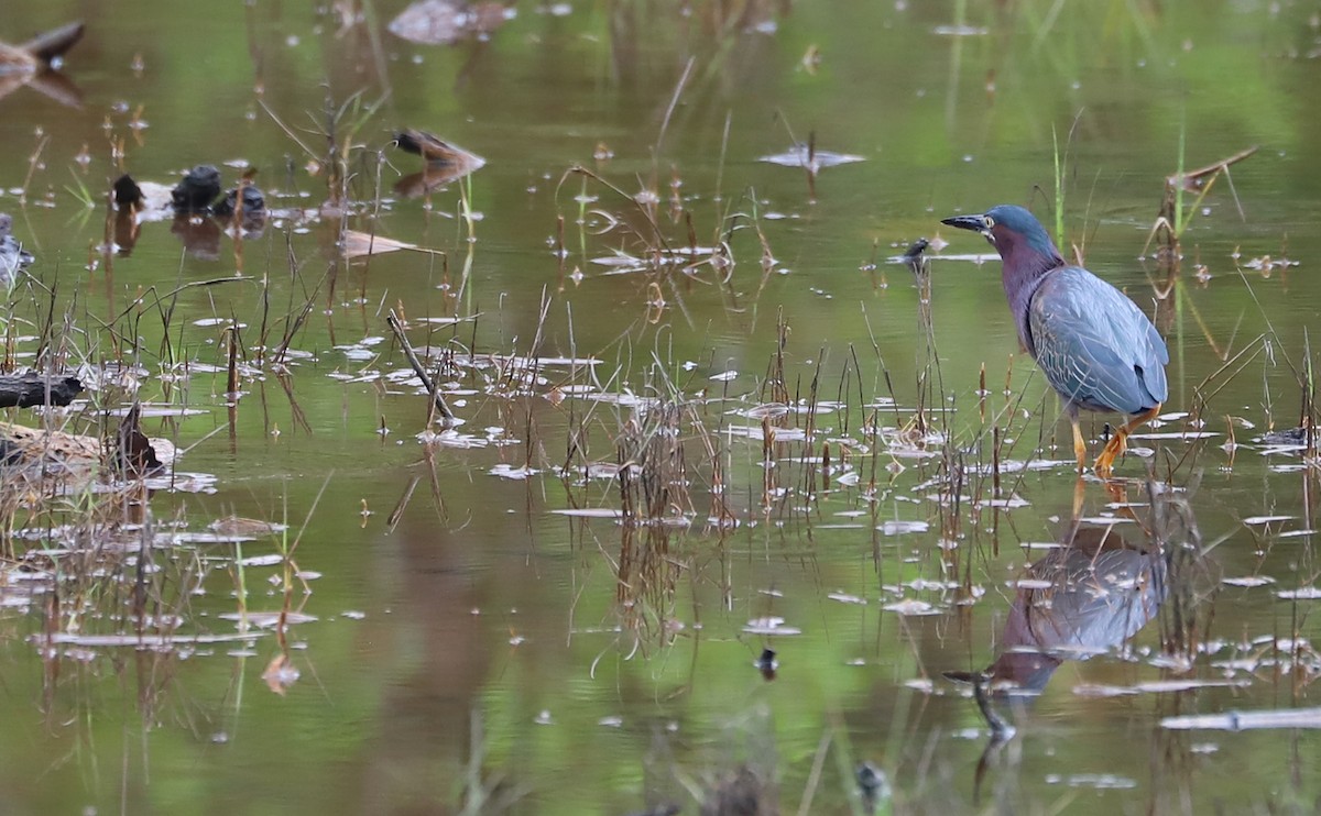 Green Heron - ML620117005