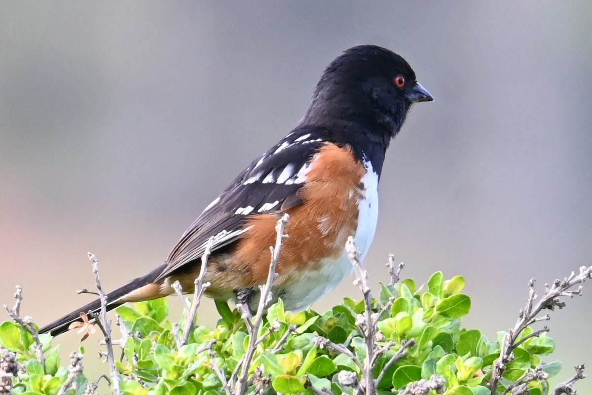 Spotted Towhee - ML620117012