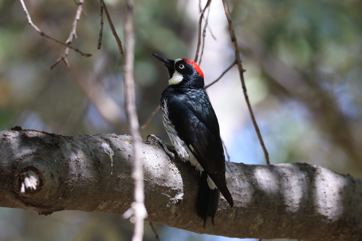 Acorn Woodpecker - ML620117016
