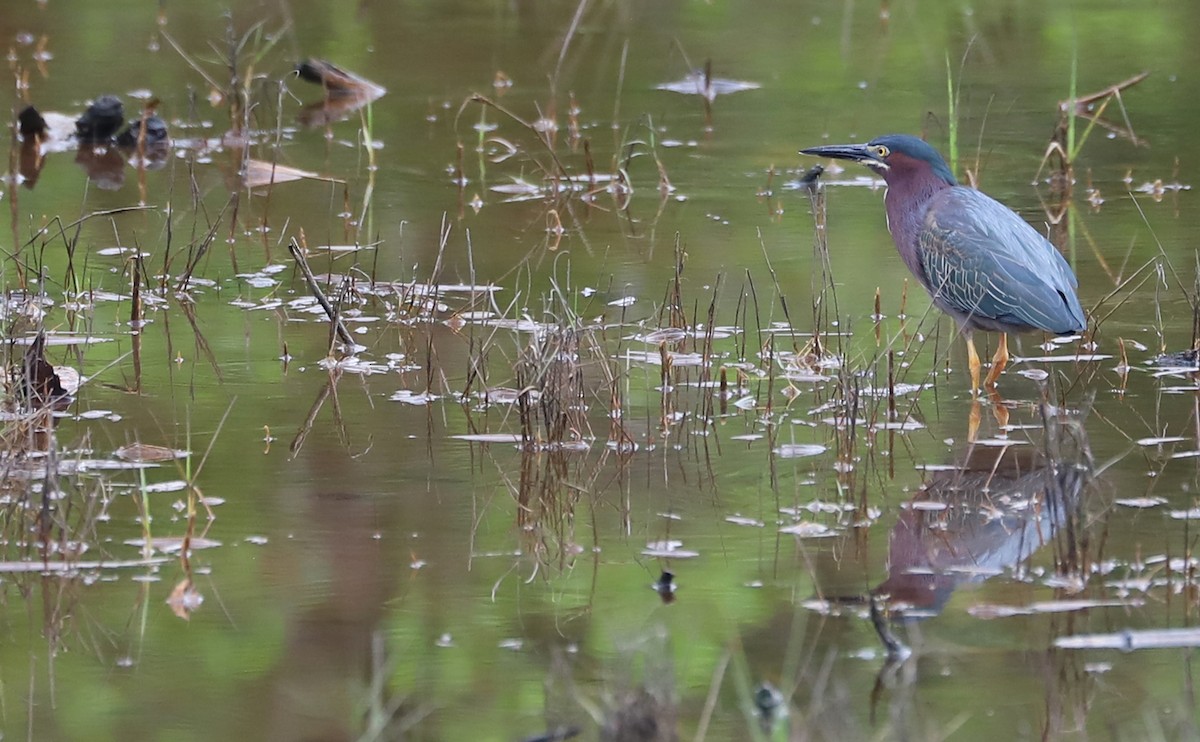 Green Heron - ML620117017