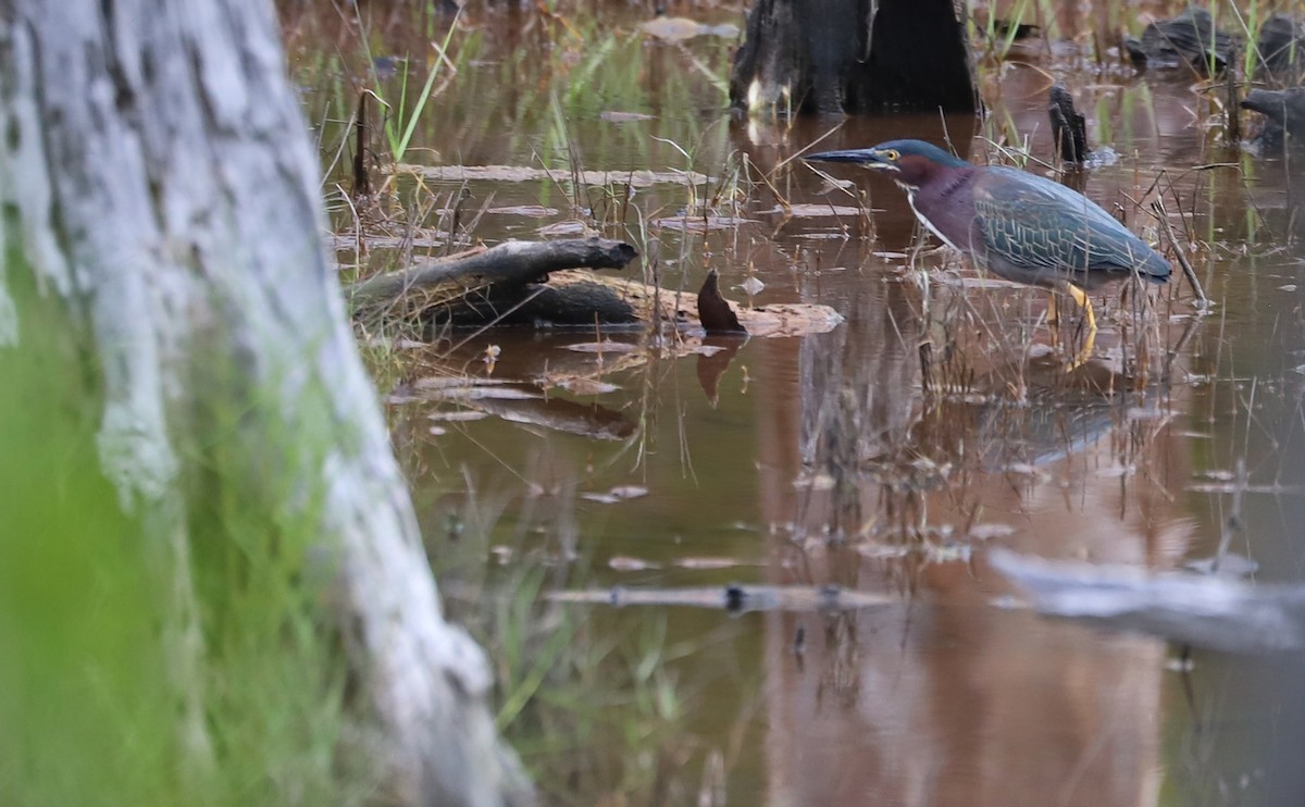 Green Heron - ML620117018