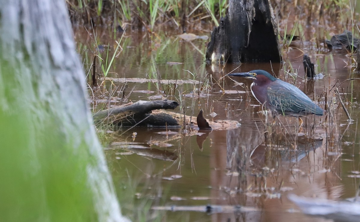 Green Heron - ML620117022