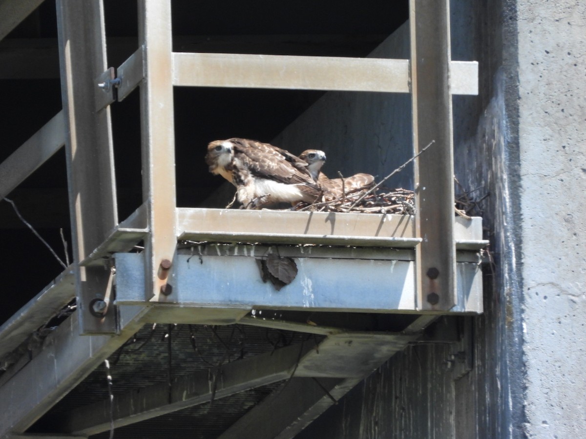 Red-tailed Hawk - ML620117024