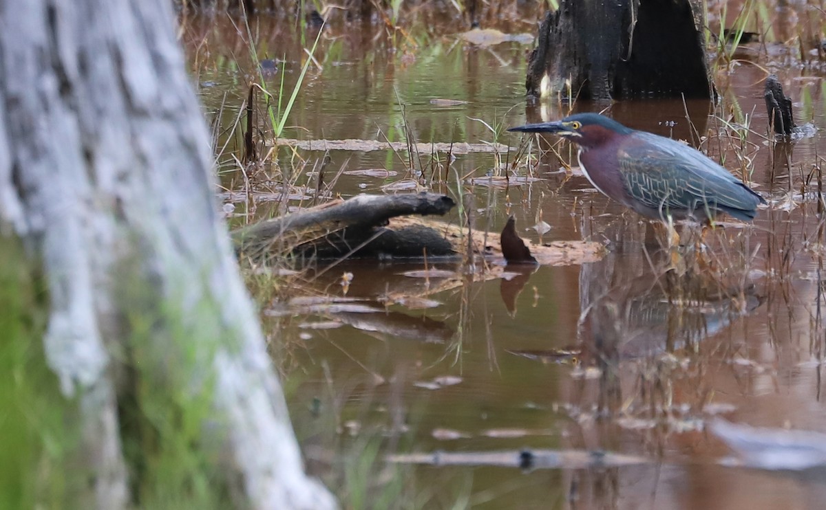 Green Heron - ML620117039