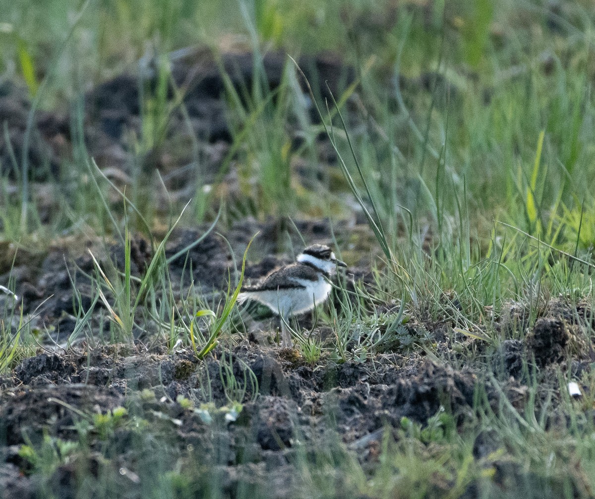 Killdeer - ML620117041