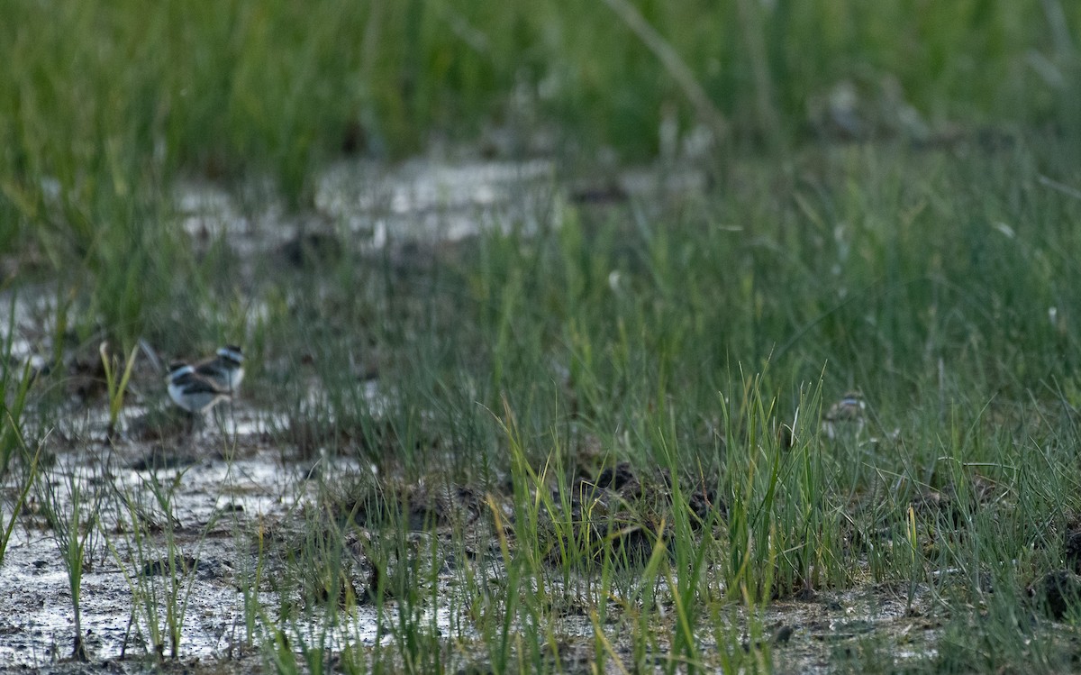 Keilschwanz-Regenpfeifer - ML620117043