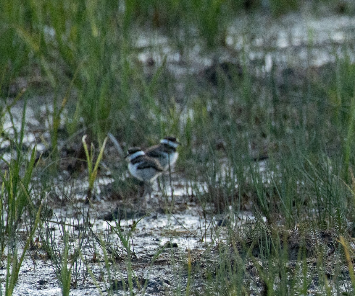 Killdeer - ML620117044