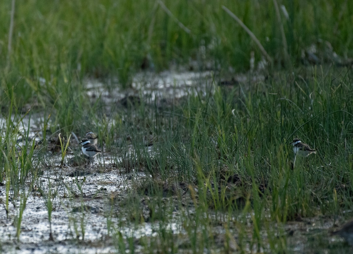 Killdeer - ML620117047