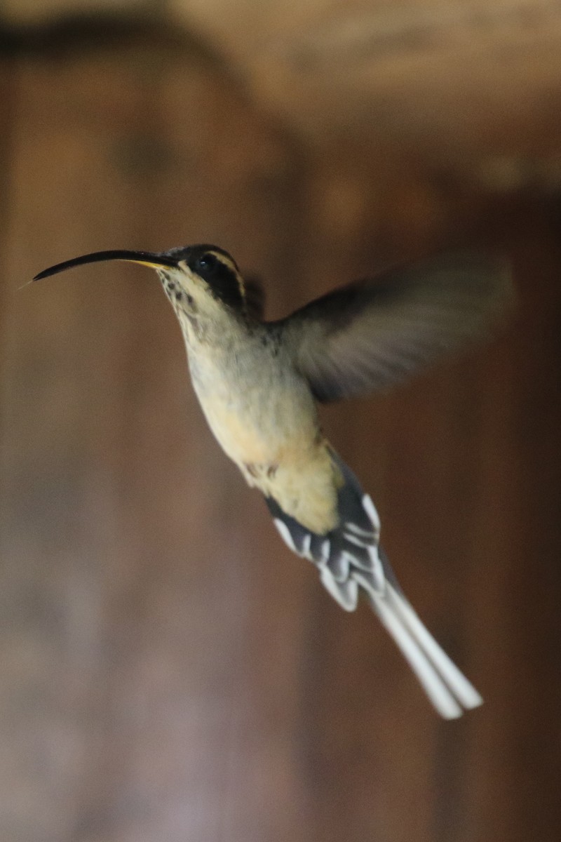 Scale-throated Hermit - ML620117048