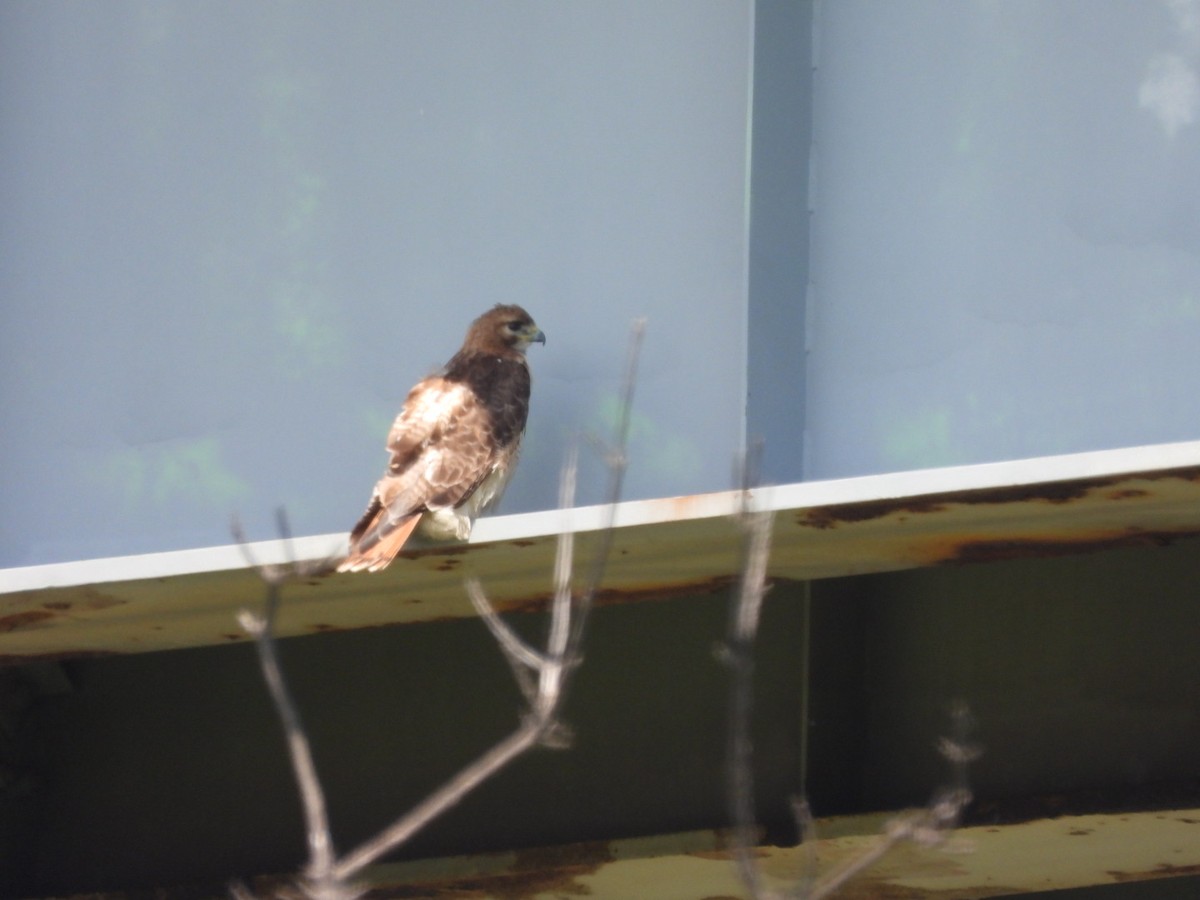 Red-tailed Hawk - ML620117053