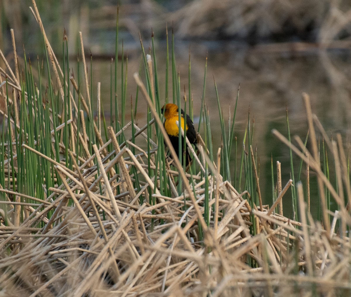 Yellow-headed Blackbird - ML620117056