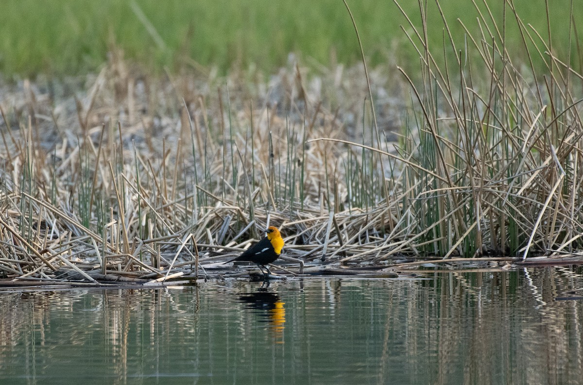 Yellow-headed Blackbird - ML620117057
