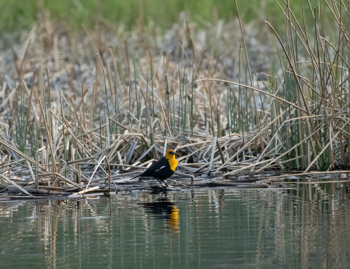 Yellow-headed Blackbird - ML620117058