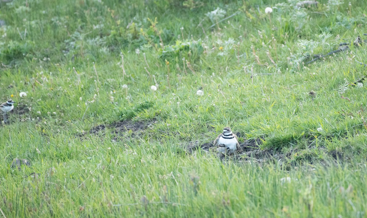 Killdeer - ML620117065