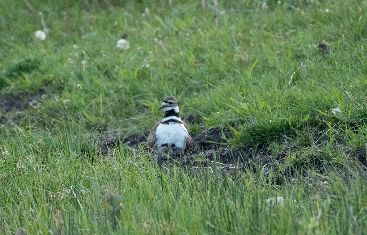 Keilschwanz-Regenpfeifer - ML620117066