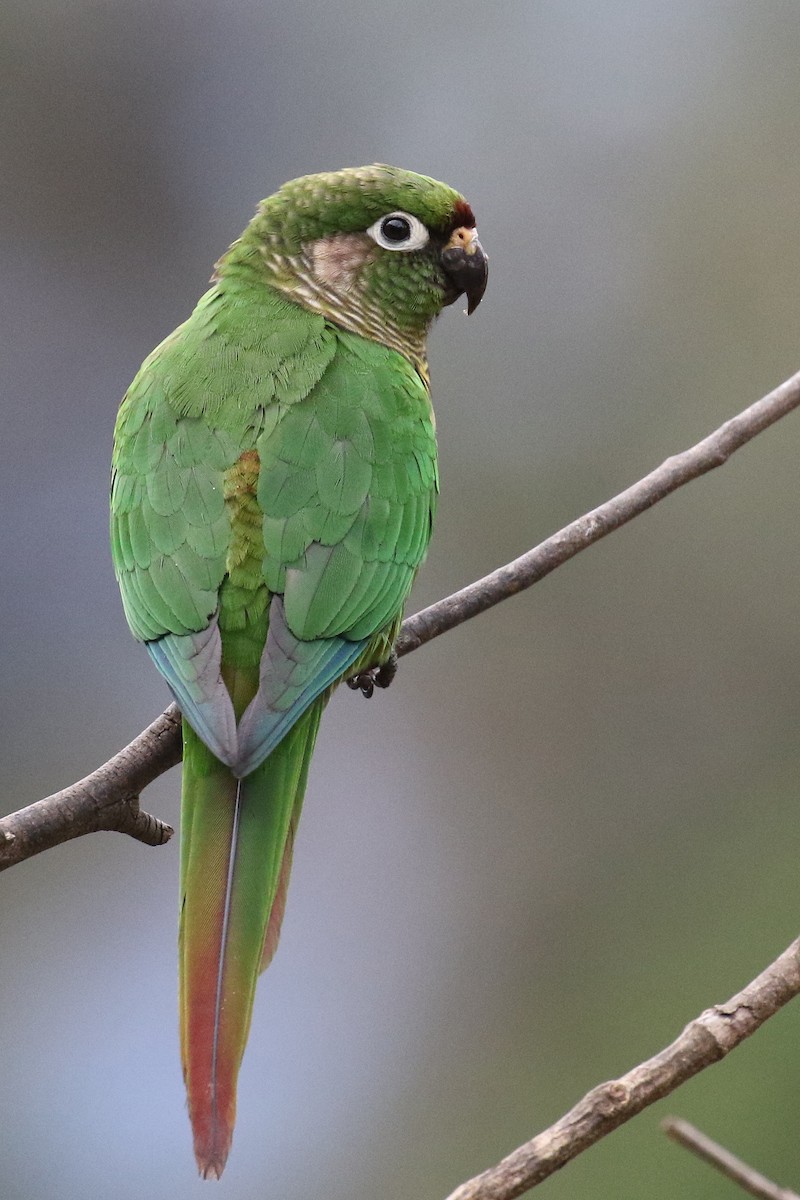 Maroon-bellied Parakeet - ML620117068