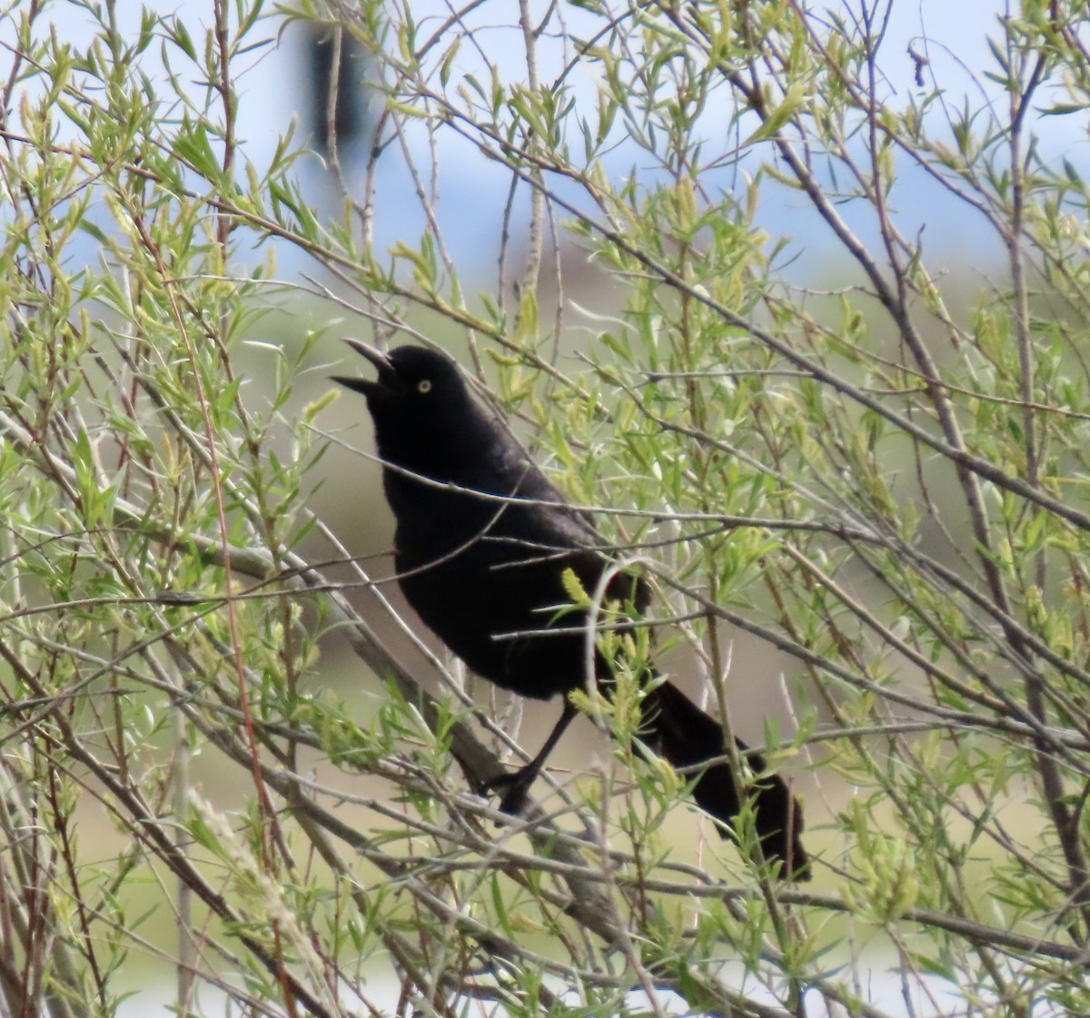 Great-tailed Grackle - ML620117078
