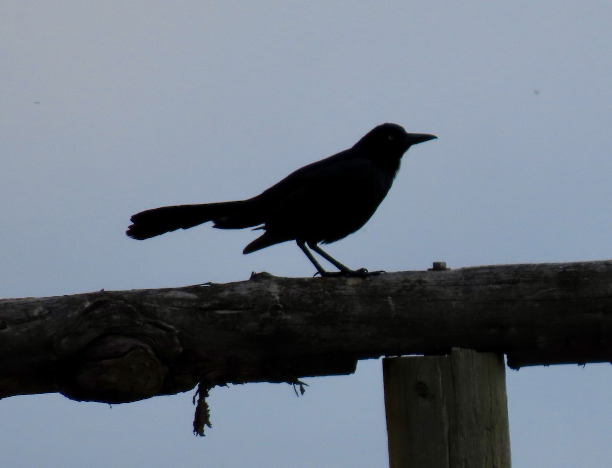 Great-tailed Grackle - ML620117081