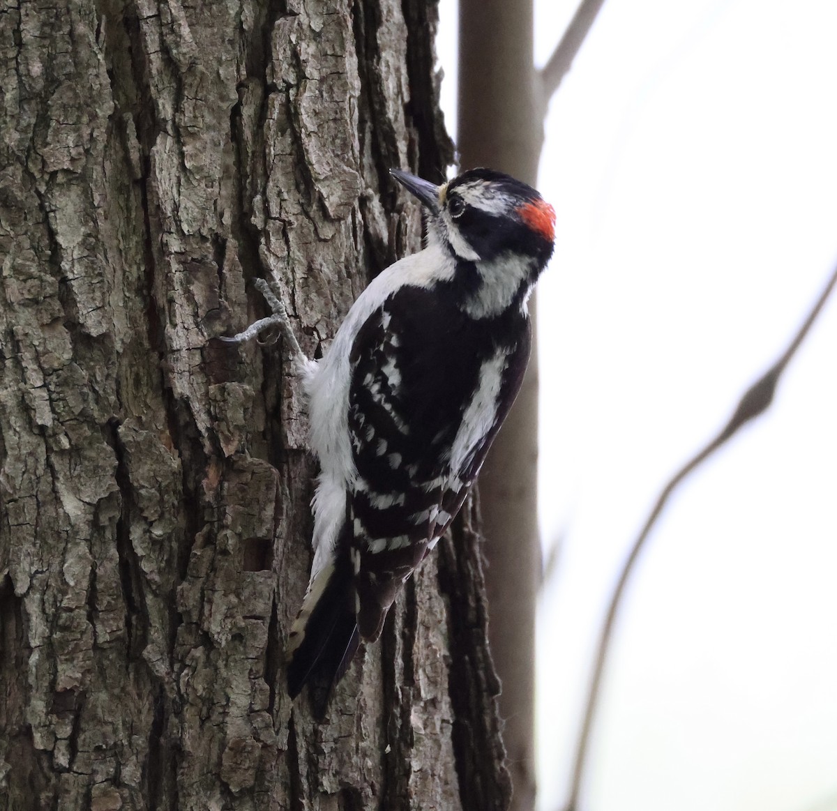 Downy Woodpecker - ML620117085