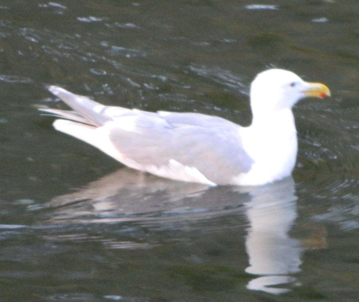 Glaucous-winged Gull - ML620117086