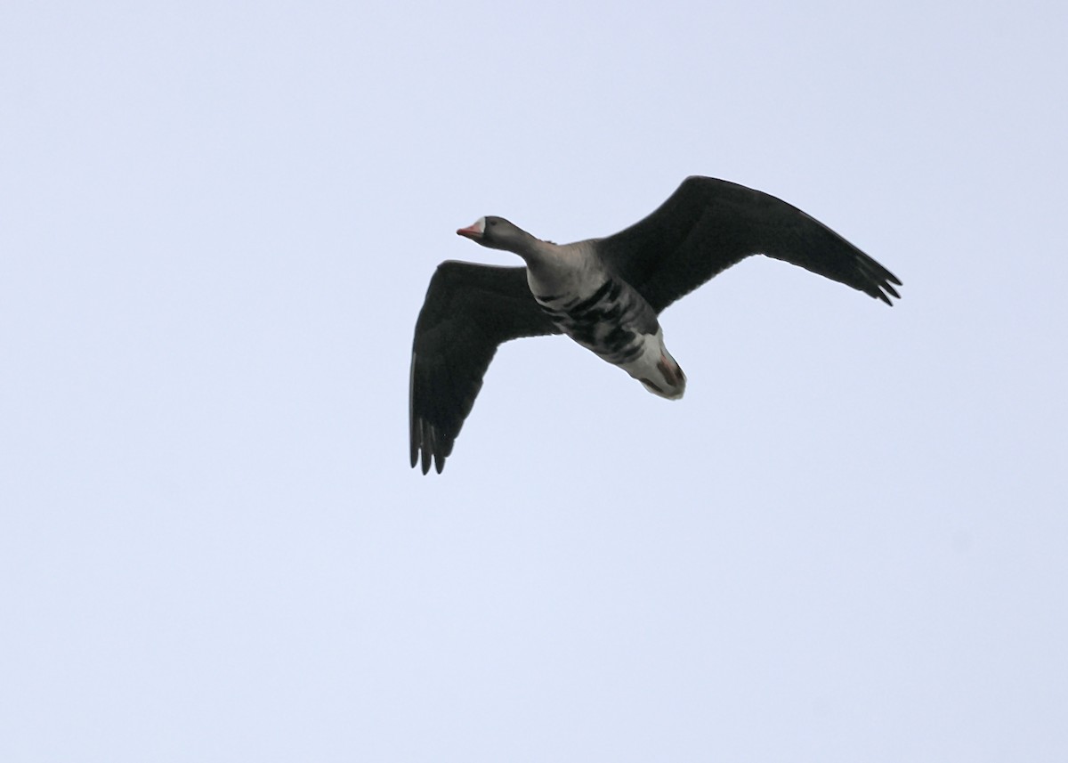 Greater White-fronted Goose - ML620117088
