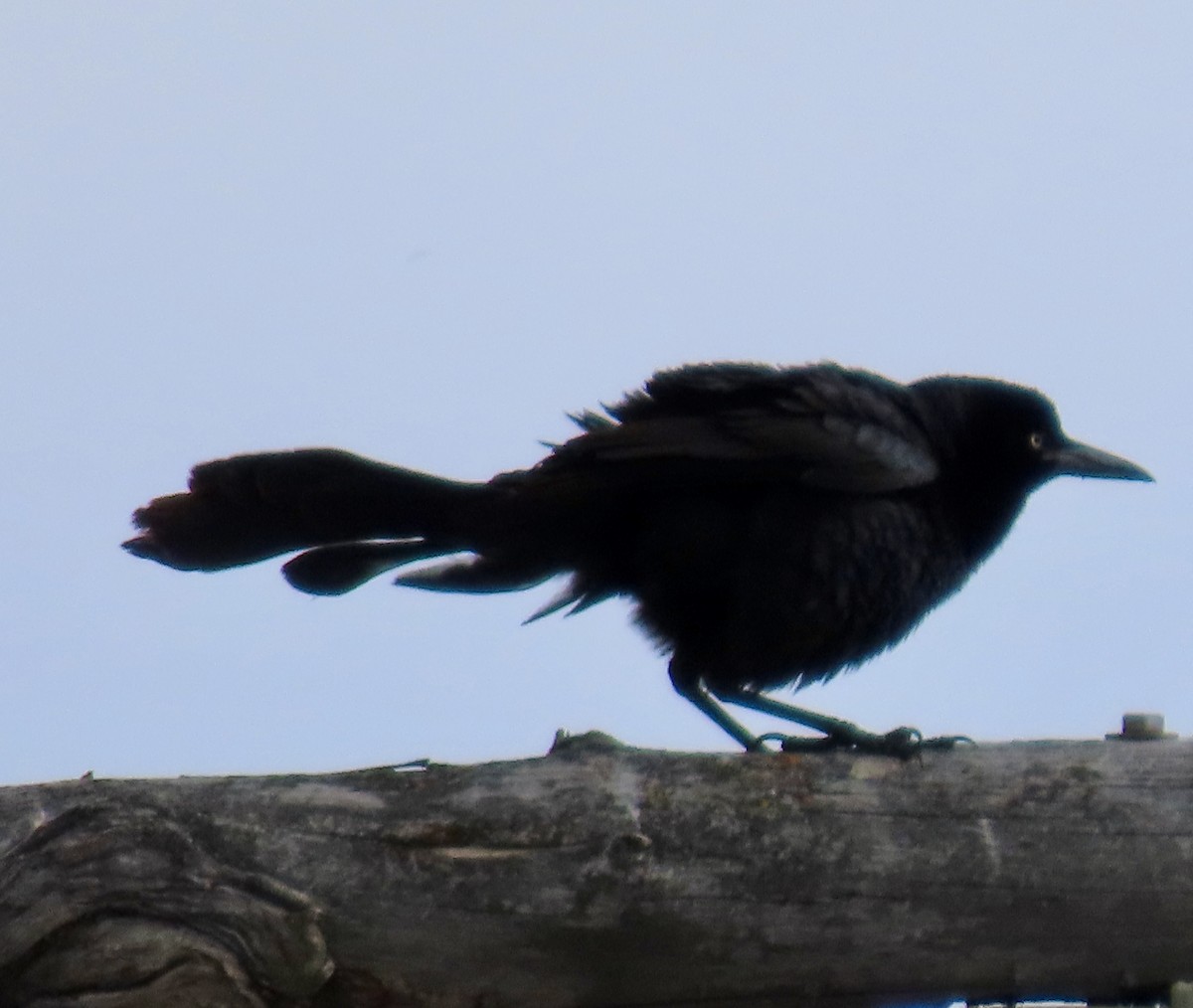 Great-tailed Grackle - ML620117089