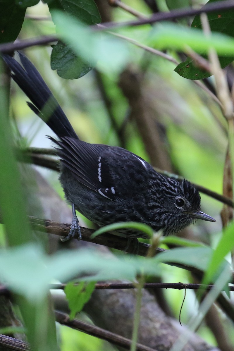 Dusky-tailed Antbird - ML620117101