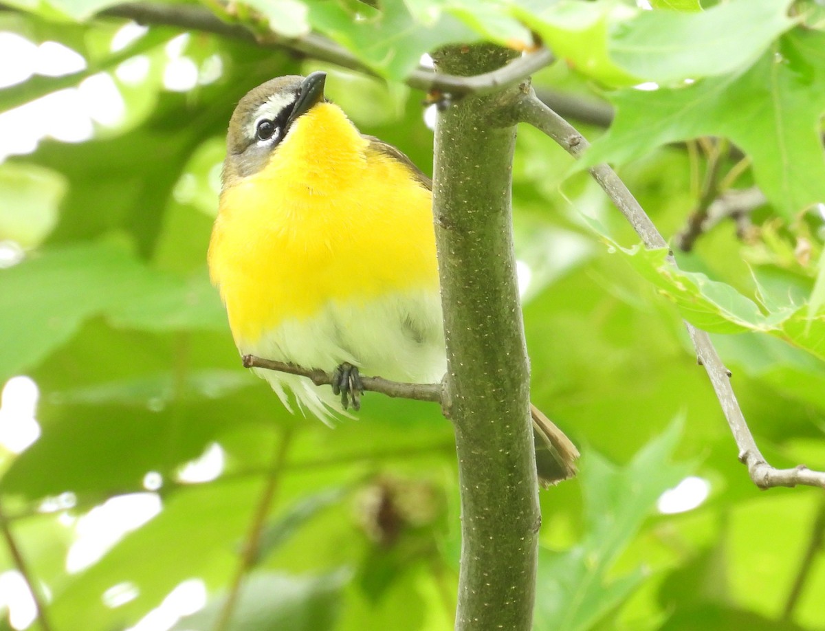 Yellow-breasted Chat - ML620117115