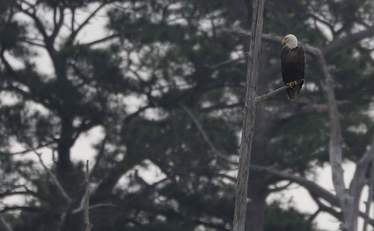 Bald Eagle - ML620117117