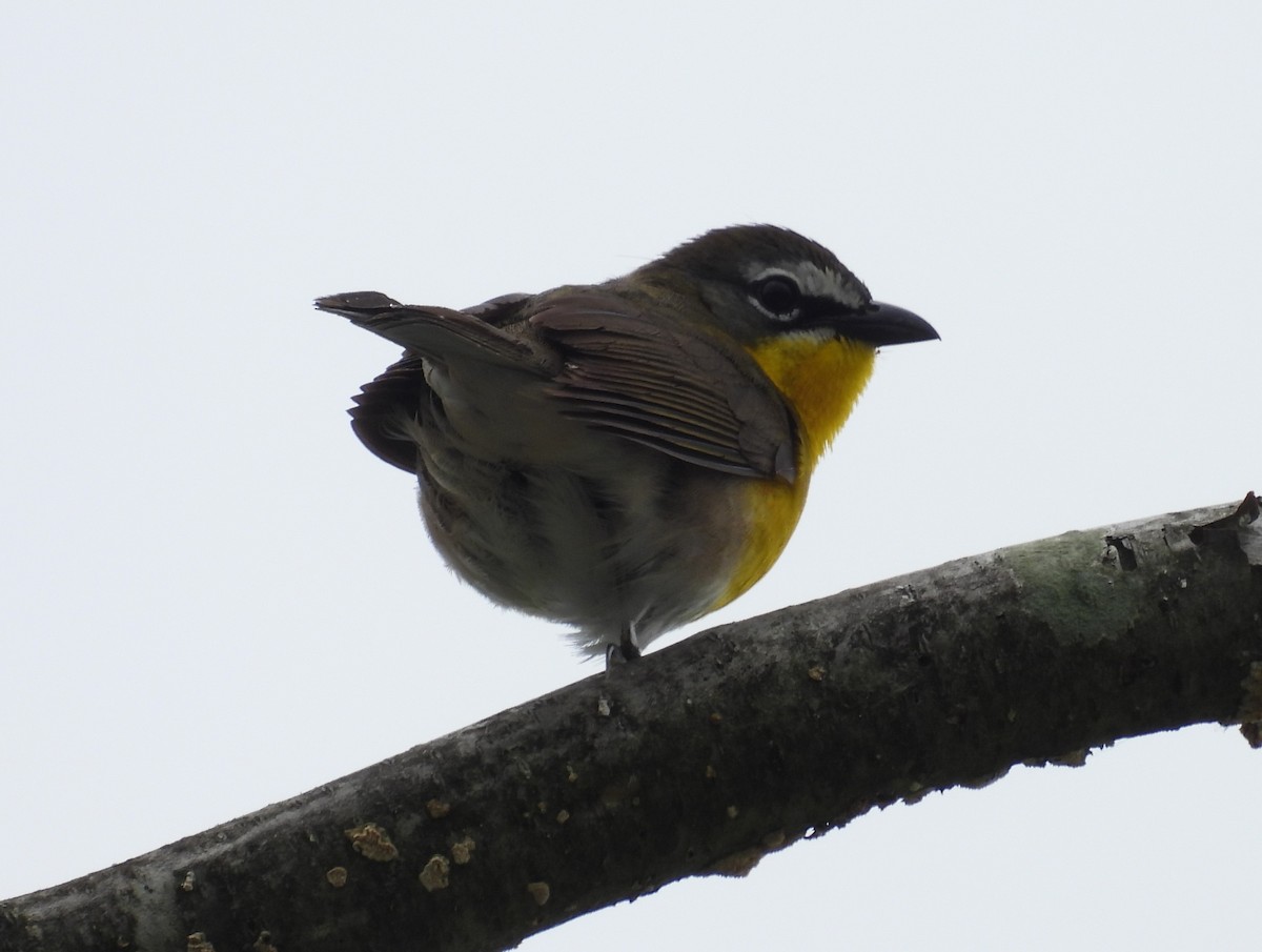 Yellow-breasted Chat - ML620117121