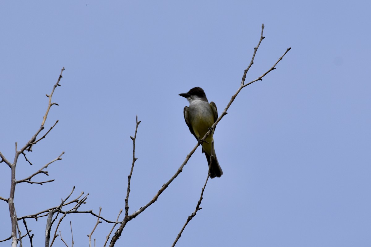 Thick-billed Kingbird - ML620117153