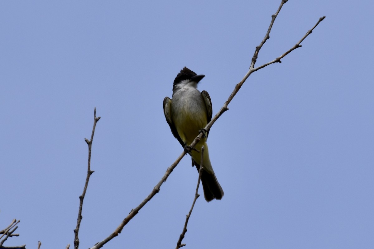 Thick-billed Kingbird - ML620117154