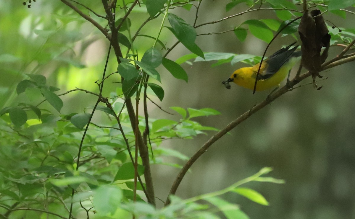 Prothonotary Warbler - ML620117158