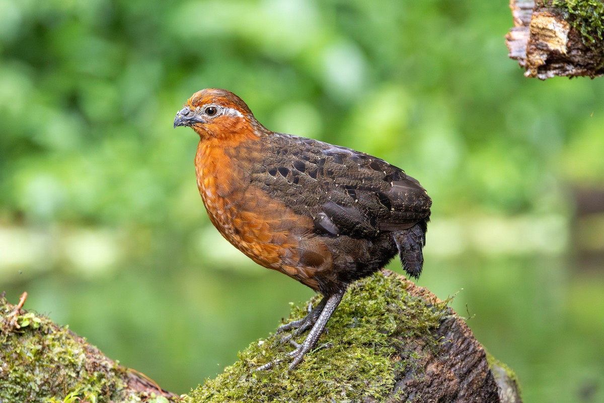 Chestnut Wood-Quail - ML620117159