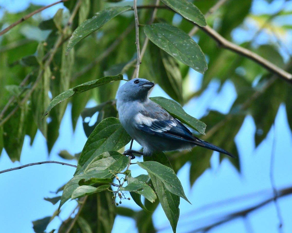 Blue-gray Tanager - ML620117163