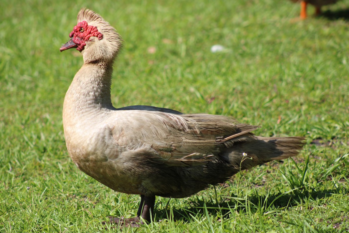 Muscovy Duck (Domestic type) - ML620117173